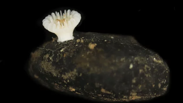 Forscher haben die bislang unbekannte Korallenart in der Tiefsee entdeckt. - &copy; Guadalupe Bribiesca-Contreras/National Oceanography Centre, United Kingdom/dpa