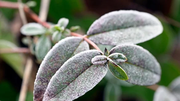 Kalter Wochenstart mit Frost, Glätte und Nebel in NRW. (Symbolbild) - © Roberto Pfeil/dpa