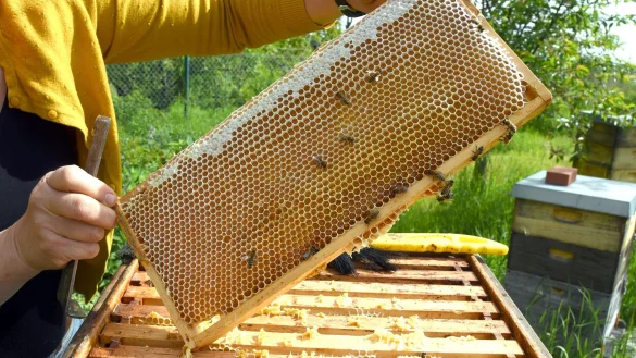 Eine Imkerin bei der Arbeit - in der Wabe d&uuml;rfte jede Menge Honig sein. (Symbolfoto) - &copy; Waltraud Grubitzsch/dpa