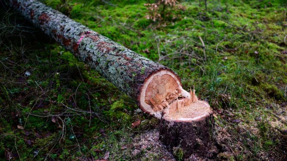 Manche würden die EU-Entwaldungsverordnung gerne zum Fallen bringen. (Symbolbild) - © Philipp Schulze/dpa