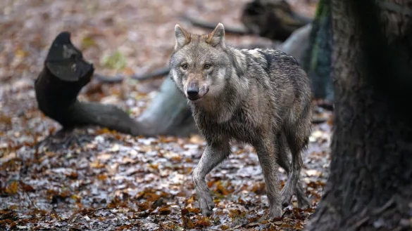 Der Abschuss von W&ouml;lfen in Deutschland soll einfacher werden. - &copy; Sina Schuldt/dpa