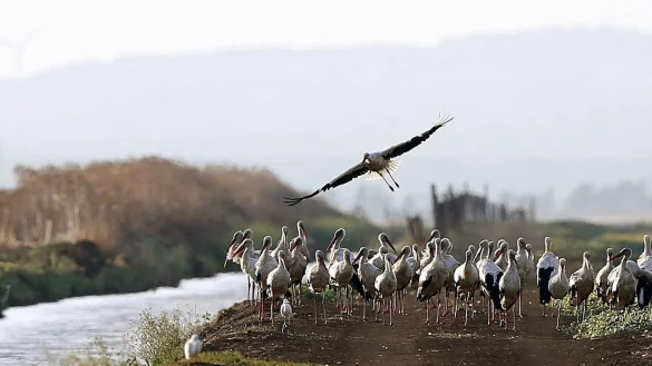 Südlich von Madrid sind rund 400 an der Vogelgrippe verendete Weißstörche geborgen worden. - © J. J. Guillen/epa/dpa
