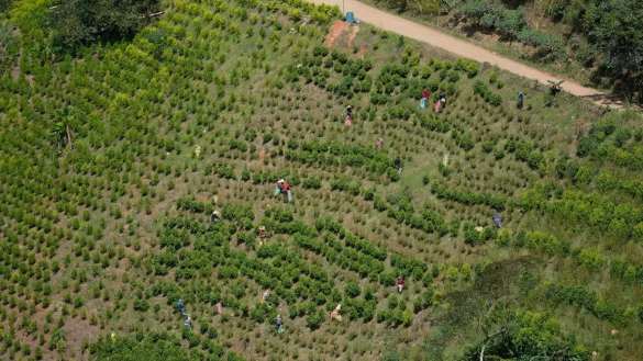 Kolumbien ist der gr&ouml;&szlig;te Kokainproduzent der Welt. (Archivbild) - &copy; Fernando Vergara/AP