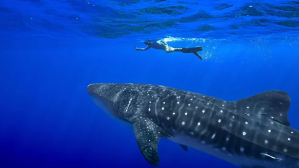 Unter anderem für den Wahlhai beschloss die Weltartenkonferenz in Samarkand ein kommerzielles Handelsverbot. (Archivbild) - © Flora Tomlinson-Pilley/AP/dpa