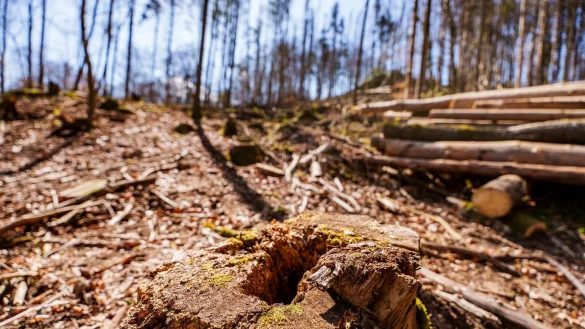 Die EU-Entwaldungsverordnung wird nach Druck auf der Wirtschaft abgeschwächt. (Symbolbild) - © Andreas Arnold/dpa