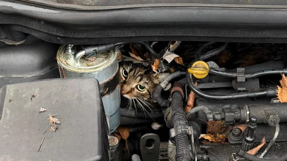 Fachleute haben den Motor so zerlegt, dass sie die Katze befreien konnten. - © --/Berufsfeuerwehr Augsburg/dpa