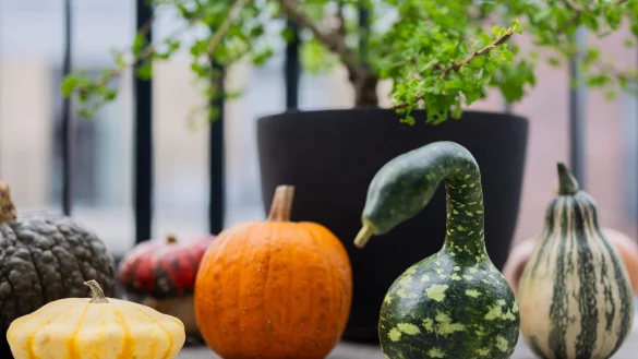 Der Kürbis hat viele Formen: Verschiedene bunte Kürbisse liegen auf einem Balkon. (Archivbild) - © Rolf Vennenbernd/dpa