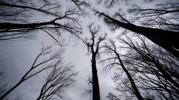 Auch in der ersten Dezemberwoche soll es überwiegend grau bleiben. - © Henning Kaiser/dpa