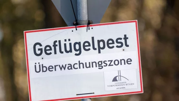 Nach Vogelgrippe-Ausbrüchen in zwei Geflügelhaltungen in Vorpommern mussten rund 150.000 Tiere gekeult werden. (Archivbild) - © Stefan Sauer/dpa