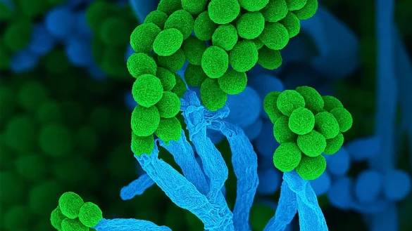 Penicillium bedeutet auf Lateinisch &laquo;kleiner Pinsel&raquo;, weil die Zellketten mit Sporen am Ende so &auml;hnlich aussehen (Handout) - &copy; Ulrich K&uuml;ck/ Birgit Hoff/Vereinigung f&uuml;r Allgemeine und Angewandte Mikrobiologie/dpa