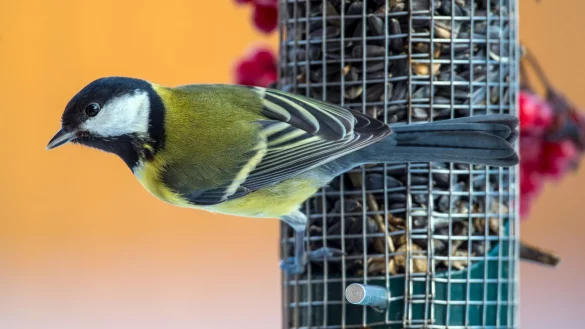 Hunger? Meisen und Co. freuen sich im Winter über Unterstützung bei der Futtersuche. - © Patrick Pleul/dpa/dpa-tmn