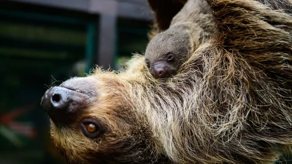 Die Faultiermama hatte schon im vergangenen Jahr ein Junges zur Welt gebracht. - &copy; Philipp Schulze/dpa