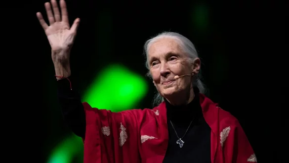 Der Tod der ber&uuml;hmten Schimpansenforscherin Jane Goodall hat weltweit Trauer ausgel&ouml;st. (Archivbild) - &copy; Sven Hoppe/dpa