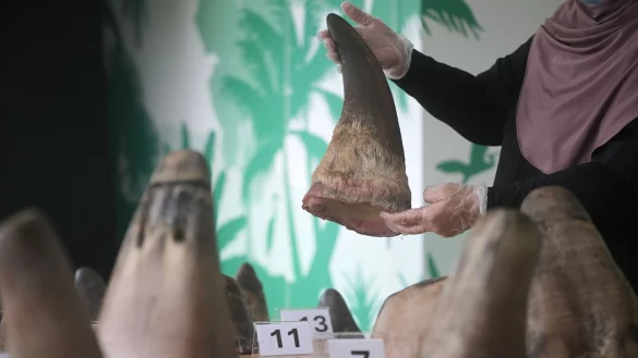 Die H&ouml;rner von Nash&ouml;rnern sind hei&szlig; begehrt - vor allem in Asien. - &copy; Then Chih Wey/XinHua/dpa