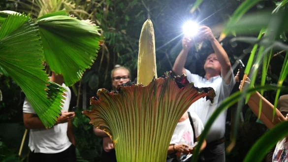 Unbekannte haben die schwere Knolle des Titanenwurz gestohlen. (Archivbild) - &copy; Ina Fassbender/dpa