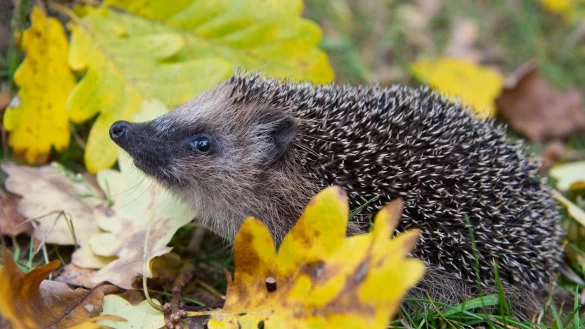 Schon Fr&uuml;hling? Weil es so warm war, wurden manche Winterschl&auml;fer vorzeitig wach. (Symbolbild) - &copy; Patrick Pleul/dpa-Zentralbild/dpa