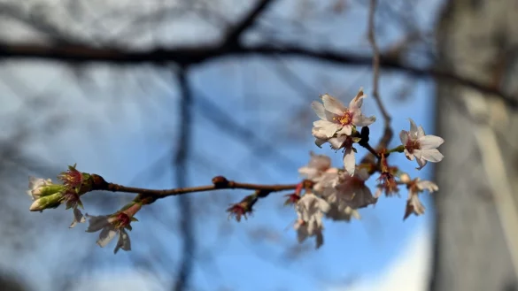 In den kommenden Tagen bleibt es ungew&ouml;hnlich warm f&uuml;r die Adventszeit. (Archivbild) - &copy; Federico Gambarini/dpa