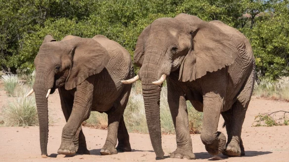 Namibia m&ouml;chte gerne Elfenbein aus Lagerbest&auml;nden verkaufen. (Archivbild) - &copy; Andreas Drouve/dpa-tmn
