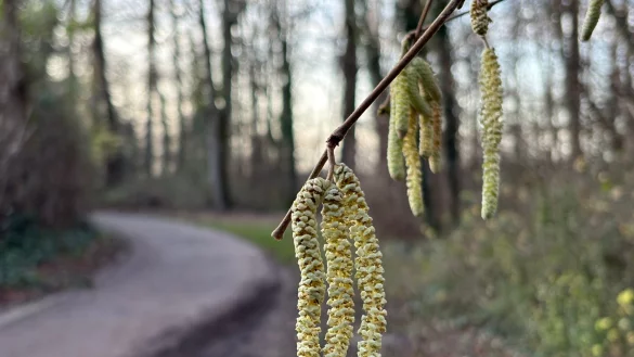 Noch nicht mal Weihnachten, aber schon die ersten Fr&uuml;hlingsboten: An einem Haselstrauch bl&uuml;hen die sogenannten K&auml;tzchen. - &copy; Marc Herwig/dpa