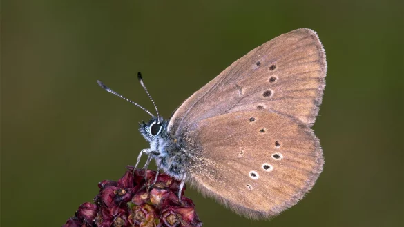 Der Dunkle Wiesenknopf-Ameisenbl&auml;uling ist der &laquo;Schmetterling des Jahres&raquo; 2026 . - &copy; Tim Laussmann/BUND/dpa