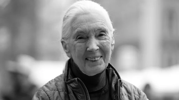 Die britische Schimpansen-Forscherin und Umwelt-Aktivistin Jane Goodall ist tot. - © Sven Hoppe/dpa
