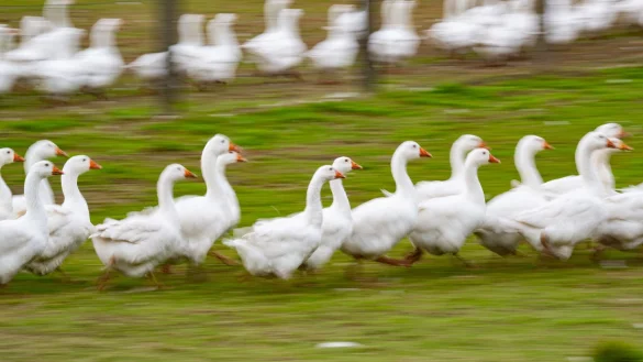 Rund um den Martinstag und Weihnachten ist Hochsaison f&uuml;r G&auml;nsehalter. (Archivbild) - &copy; Robert Michael/dpa