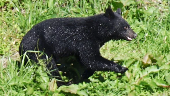 Immer mehr Menschen werden in Japan von B&auml;ren angegriffen. (Archivbild) - &copy; Uncredited/kyodo/dpa
