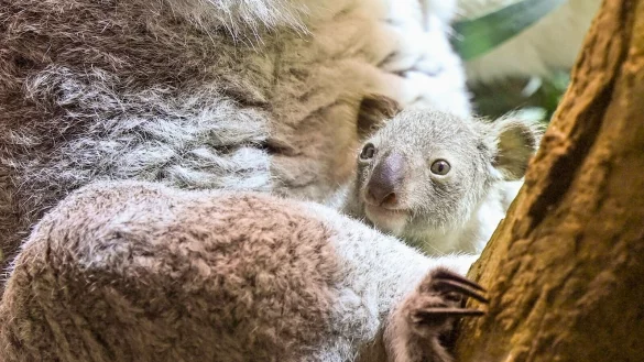 Ein kleines Koala-Jungtier w&auml;chst im Zoo Leipzig heran. - &copy; Jennifer Br&uuml;ckner/dpa