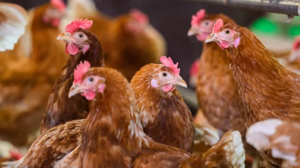 Ein mit dem Vogelgrippevirus H5N5 infizierter Mensch ist in den USA gestorben. (Symbolbild) - &copy; Julian Stratenschulte/dpa