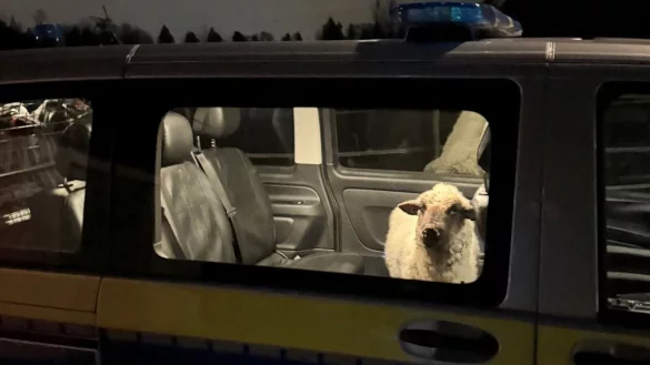 Die Polizei sperrt das entlaufene Schaf in den Streifenwagen. - &copy; Polizeipr&auml;sidium Konstanz/dpa