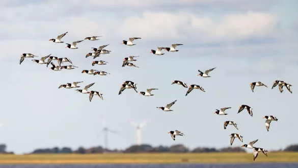 Die IUCN hat mit Blick auf den Schutz des Wattenmeers einige Bedenken (Archivbild) - &copy; Frank Molter/dpa
