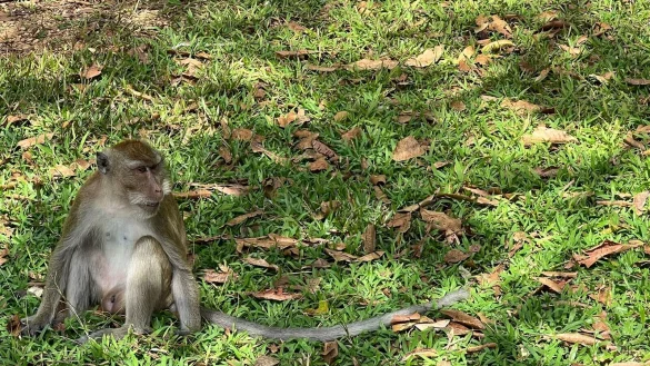 Thail&auml;ndische Beh&ouml;rden haben Dutzende Affen befreit. (Archivbild) - &copy; Carola Frentzen/dpa