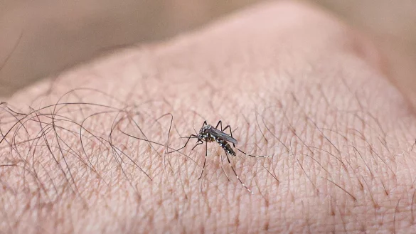 Chikungunyafieber kann durch Mückenstiche ausgelöst werden. (Symbolbild) - © Marcelo Camargo/Agencia Brazil/dpa
