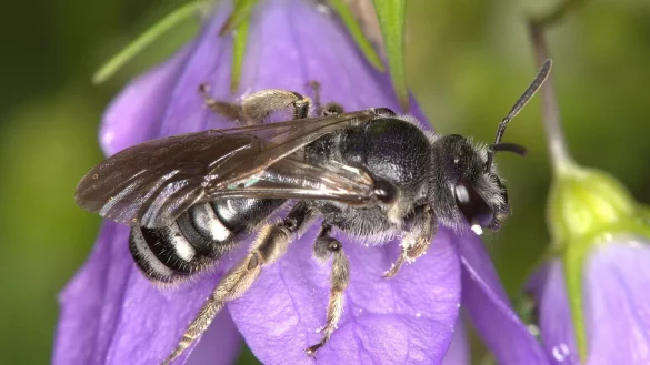 Die Glockenblumen-Schmalbiene ist deutlich kleiner als eine Honigbiene. - © Nabu Baden-Württemberg/dpa