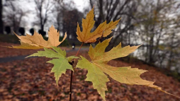 Der Deutsche Wetterdienst gibt an diesem Freitag seine Bilanz für den Herbst bekannt. (Symbolbild) - © Federico Gambarini/dpa