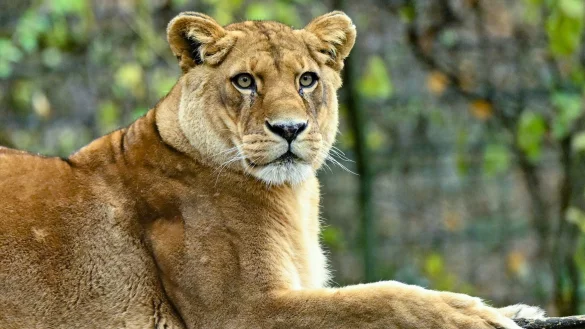Gibt es f&uuml;r die f&uuml;nf verbleibenden L&ouml;wen noch Hoffnung? (Archivbild) - &copy; Patrick Pleul/dpa