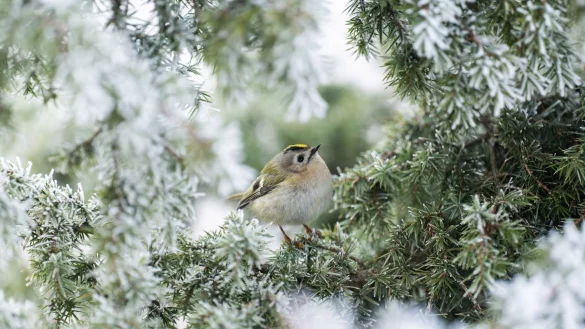 Frostig - aber wenig Aussicht auf Schnee. - &copy; Silas Stein/dpa