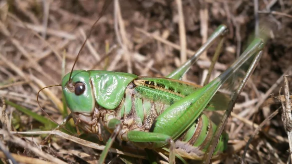 Seinen Namen erhielt der Warzenbeißer aufgrund eines alten Volksglaubens. (Foto - Handout) - © Schmitt/Senckenberg/dpa