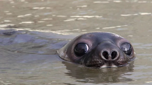 M&uuml;tzenrobben in der Arktis gelten jetzt als &laquo;stark gef&auml;hrdet&raquo; (Archivbild) - &copy; picture alliance / dpa