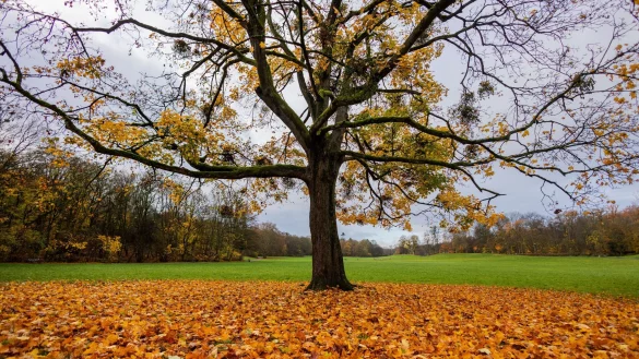 Unter dem Strich war der Herbst 2025 in NRW laut DWD recht mild. (Archivbild) - © Rolf Vennenbernd/dpa