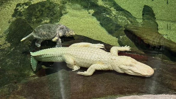 Albino-Alligator Claude lag meist regungslos auf einem beheizten Felsen oder schwamm mit Schildkröten durch sein Becken. (Archivbild) - © Jeff Chiu/AP/dpa