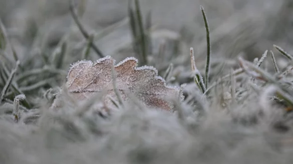Vielerorts bleibt es schneefrei an Weihnachten - aber es kann Reif geben. - &copy; Marijan Murat/dpa