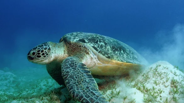 Auch die Gr&uuml;nen Meeresschildkr&ouml;ten geh&ouml;ren WWF zufolge zu den Gewinnern des Jahres. - &copy; Philipp Kanstinger/WWF /dpa
