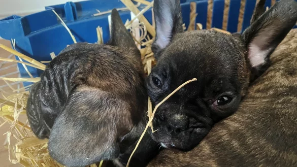 Die EU will strenger gegen illegalen Tierhandel vorgehen. (Symbolbild) - © Paul Zinken/dpa