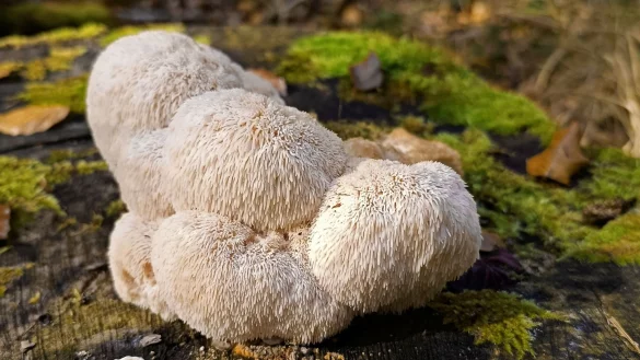 Der Igelstachelbart wird auch Yamabushitake, L&ouml;wenm&auml;hne, Pom-Pom blanc oder Affenkopfpilz genannt. - &copy; Detlef Schoenfeld/DGfM/dpa