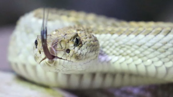 Gef&auml;hrlicher Schlangen, Spinnen und Skorpione d&uuml;rfen in NRW mit wenigen Ausnahmen nicht privat gehalten werden. (Symbolbild) - &copy; Roland Weihrauch/dpa