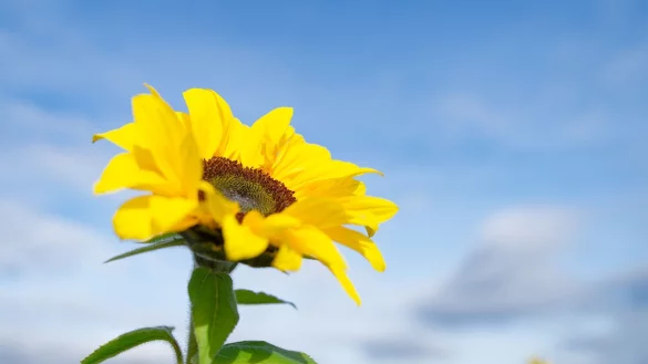 Besonders der S&uuml;den profitiert von der Wetterlage. - &copy; Uwe Anspach/dpa