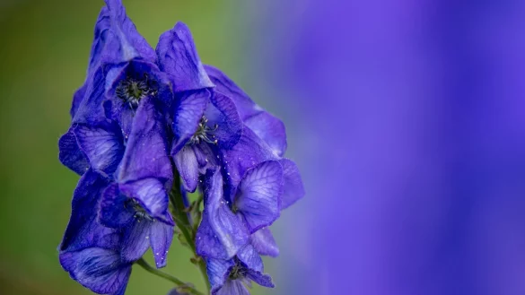 Der Blaue Eisenhut geh&ouml;rt wegen des Stoffs Aconitin zu den giftigsten Pflanzen Europas. (Archivbild) - &copy; Patrick Pleul/dpa