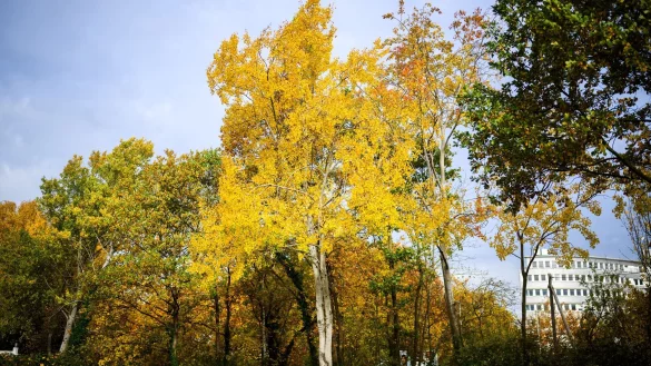 Die Zitterpappel (Populus tremula) - auch Espe oder Aspe genannt - ist Baum des Jahres 2026. - &copy; Julian Stratenschulte/dpa