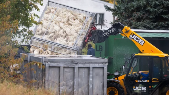 Unz&auml;hlige G&auml;nse und Enten mussten aufgrund des Vogelgrippe-Ausbruchs in Agrarbetrieben bereits get&ouml;tet werden. (Archivbild) - &copy; Christophe Gateau/dpa